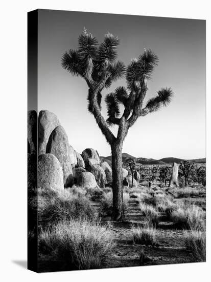 USA, California, Joshua Tree National Park at Hidden Valley-Ann Collins-Premier Image Canvas