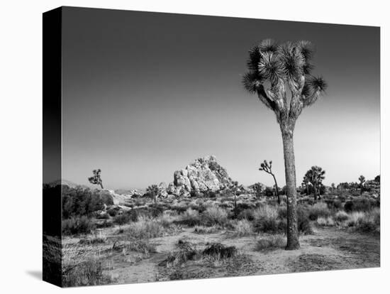 USA, California, Joshua Tree National Park, Dawn and Joshua Trees-Ann Collins-Premier Image Canvas