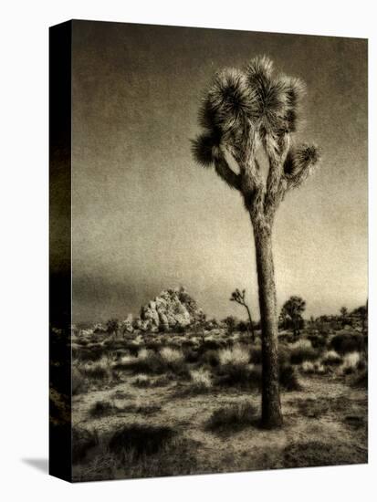 USA, California, Joshua Tree National Park, Dawn and Joshua trees-Ann Collins-Premier Image Canvas