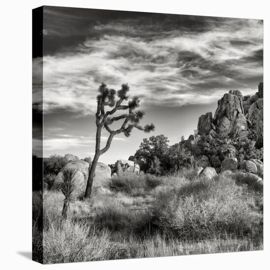 USA, California, Joshua Tree National Park, Joshua Tree in Mojave Desert-Ann Collins-Premier Image Canvas