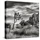 USA, California, Joshua Tree National Park, Joshua Tree in Mojave Desert-Ann Collins-Premier Image Canvas