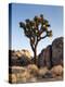 USA, California, Joshua Tree National Park. Joshua Tree Lit by Early Morning Sun-Ann Collins-Premier Image Canvas