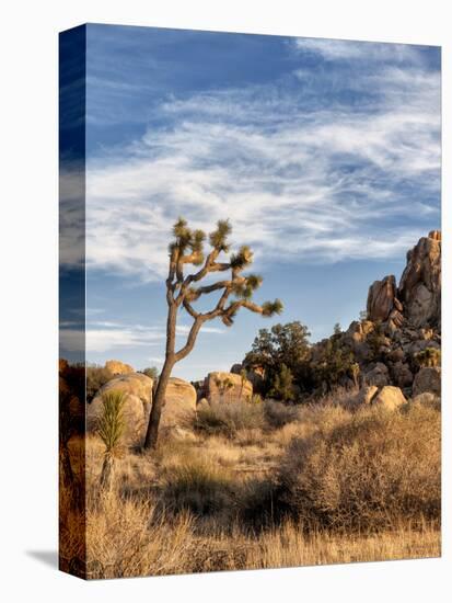 USA, California, Joshua Tree National Park. Joshua Trees in Mojave Desert-Ann Collins-Premier Image Canvas