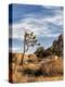 USA, California, Joshua Tree National Park. Joshua Trees in Mojave Desert-Ann Collins-Premier Image Canvas