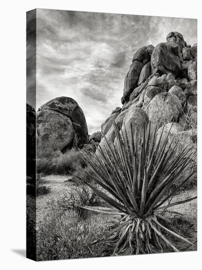 USA, California, Joshua Tree National Park, Mojave Yucca Plant-Ann Collins-Premier Image Canvas