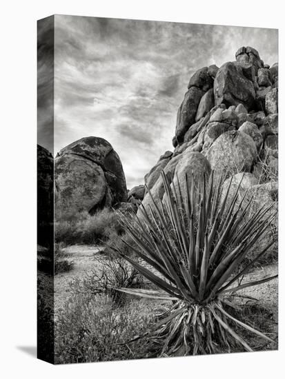 USA, California, Joshua Tree National Park, Mojave Yucca Plant-Ann Collins-Premier Image Canvas