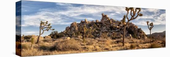 USA, California, Joshua Tree National Park, Panoramic View of Joshua Trees in the Mojave Desert-Ann Collins-Premier Image Canvas