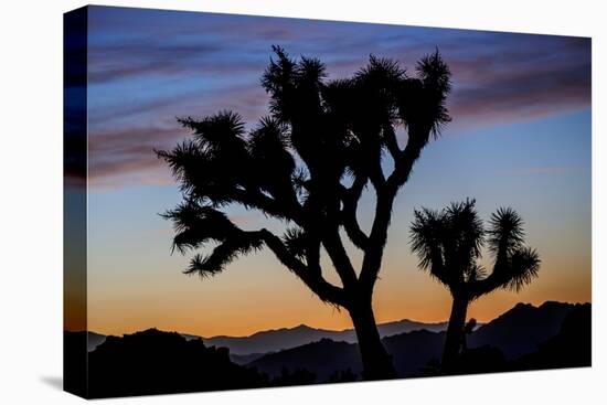 Usa, California, Joshua Tree National Park. Silhouettes of Joshua trees at sunset.-Merrill Images-Premier Image Canvas