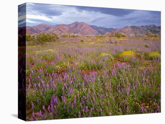 USA, California, Joshua Tree National Park, Spring Bloom of Arizona Lupine-John Barger-Premier Image Canvas