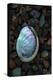 USA, California, La Jolla. Baby abalone shell on cobblestone beach.-Jaynes Gallery-Premier Image Canvas