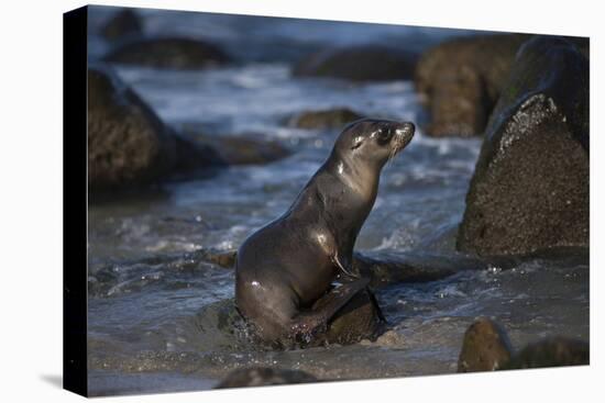 USA, California, La Jolla. Baby sea lion on beach rock.-Jaynes Gallery-Premier Image Canvas