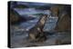 USA, California, La Jolla. Baby sea lion on beach rock.-Jaynes Gallery-Premier Image Canvas