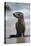 USA, California, La Jolla. Baby sea lion on beach.-Jaynes Gallery-Premier Image Canvas