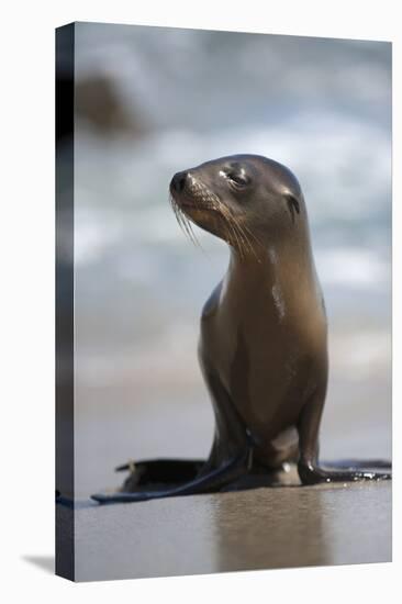 USA, California, La Jolla. Baby sea lion on beach.-Jaynes Gallery-Premier Image Canvas