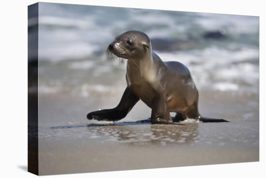 USA, California, La Jolla. Baby sea lion on beach.-Jaynes Gallery-Premier Image Canvas