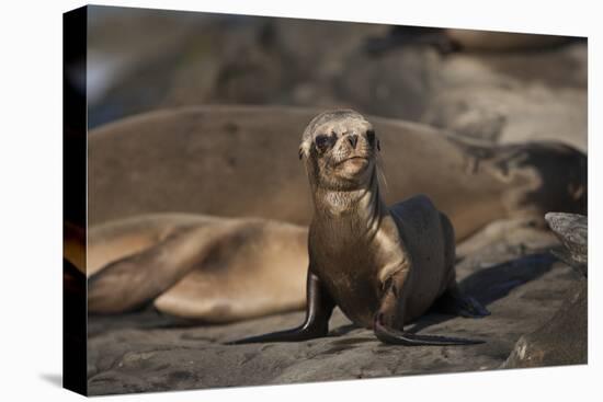 USA, California, La Jolla. Baby sea lion on sand.-Jaynes Gallery-Premier Image Canvas