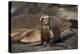 USA, California, La Jolla. Baby sea lion on sand.-Jaynes Gallery-Premier Image Canvas