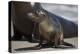 USA, California, La Jolla. Baby sea lion on sand.-Jaynes Gallery-Premier Image Canvas