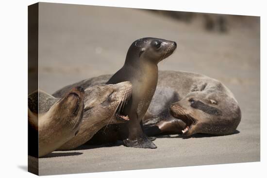 USA, California, La Jolla. Baby sea lion with s on beach.-Jaynes Gallery-Premier Image Canvas