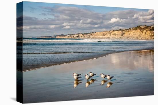 USA, California, La Jolla. Royal terns and Scripps Pier at La Jolla Shores-Ann Collins-Premier Image Canvas