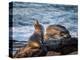 USA, California, La Jolla, Sea lion at La Jolla Cove-Ann Collins-Premier Image Canvas