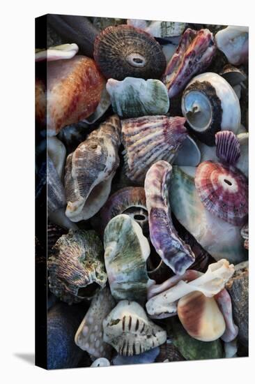 USA, California, La Jolla. Seashells on beach.-Jaynes Gallery-Premier Image Canvas