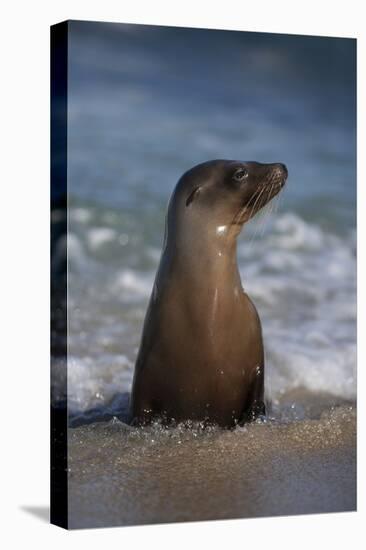 USA, California, La Jolla. Young sea lion in beach water.-Jaynes Gallery-Premier Image Canvas