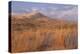 USA, California, Mohave National Preserve. Grasses and Sand Dunes-Don Paulson-Premier Image Canvas