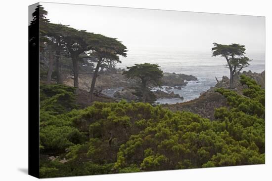 USA, California, Monterey. Monterey Cypress Trees Along 17-Mile Drive-Kymri Wilt-Premier Image Canvas
