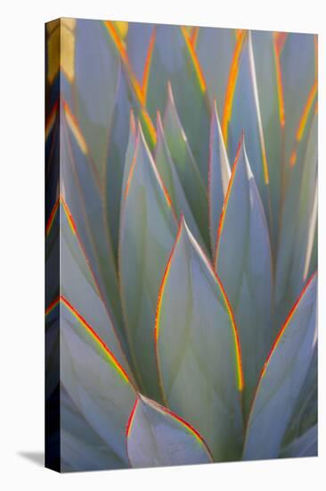 USA, California, Morro Bay. Backlit agave leaves.-Jaynes Gallery-Premier Image Canvas