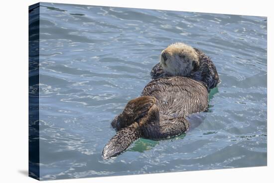 USA, California, Morro Bay State Park. Sea Otter mother resting on water.-Jaynes Gallery-Premier Image Canvas