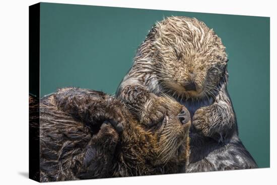 USA, California, Morro Bay State Park. Sea Otter mother with pup.-Jaynes Gallery-Premier Image Canvas