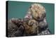 USA, California, Morro Bay State Park. Sea Otter mother with pup.-Jaynes Gallery-Premier Image Canvas