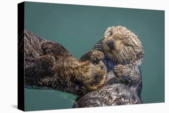 USA, California, Morro Bay State Park. Sea Otter mother with pup.-Jaynes Gallery-Premier Image Canvas