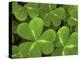 USA, California, Muir Woods. Close Up of Clover-Jaynes Gallery-Premier Image Canvas