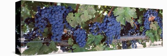 USA, California, Napa Valley, Grapes-null-Premier Image Canvas