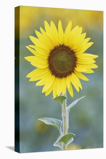 USA, California, Napa Valley of sunflower.-Jaynes Gallery-Premier Image Canvas