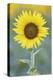 USA, California, Napa Valley of sunflower.-Jaynes Gallery-Premier Image Canvas