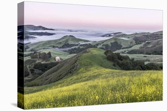 USA, California, Near Paso Robles, Mustard Hill Dawn-Rob Tilley-Premier Image Canvas