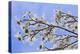 USA, California, Owens Valley. Blooming dogwood tree.-Jaynes Gallery-Premier Image Canvas