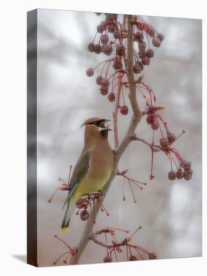 USA, California, Owens Valley. Cedar waxwing on pear tree.-Jaynes Gallery-Premier Image Canvas