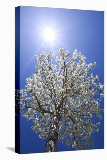 USA, California, Owens Valley. Flowering pear tree.-Jaynes Gallery-Premier Image Canvas