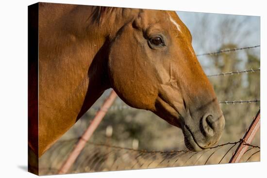 USA, California, Parkfield, V6 Ranch horse head of a brown horse-Ellen Clark-Premier Image Canvas