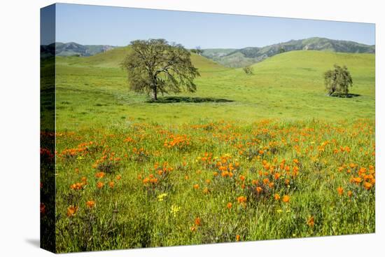 USA, California, Pinnacle National Park, California Poppies-Alison Jones-Premier Image Canvas