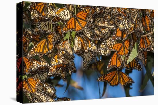 USA, California, Pismo Beach. Monarch Butterflies Cling to Leaves-Jaynes Gallery-Premier Image Canvas