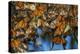 USA, California, Pismo Beach. Monarch Butterflies Cling to Leaves-Jaynes Gallery-Premier Image Canvas