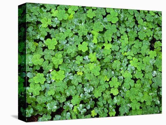 USA, California, Prairie Creek Redwoods State Park, Spring Growth of Wood Sorrel after a Rain-John Barger-Premier Image Canvas