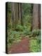 USA, California, Prairie Creek Redwoods State Park, Trail Leads Through Redwood Forest in Spring-John Barger-Premier Image Canvas