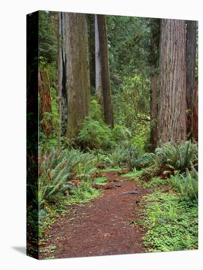 USA, California, Prairie Creek Redwoods State Park, Trail Leads Through Redwood Forest in Spring-John Barger-Premier Image Canvas