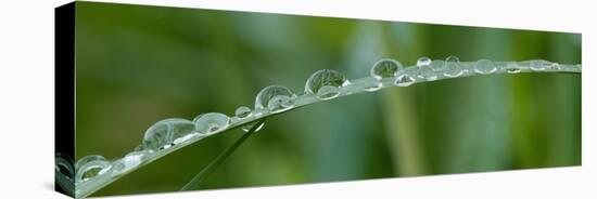 Usa, California. Raindrops crowd this grass blade in Lotus, California.-Betty Sederquist-Premier Image Canvas